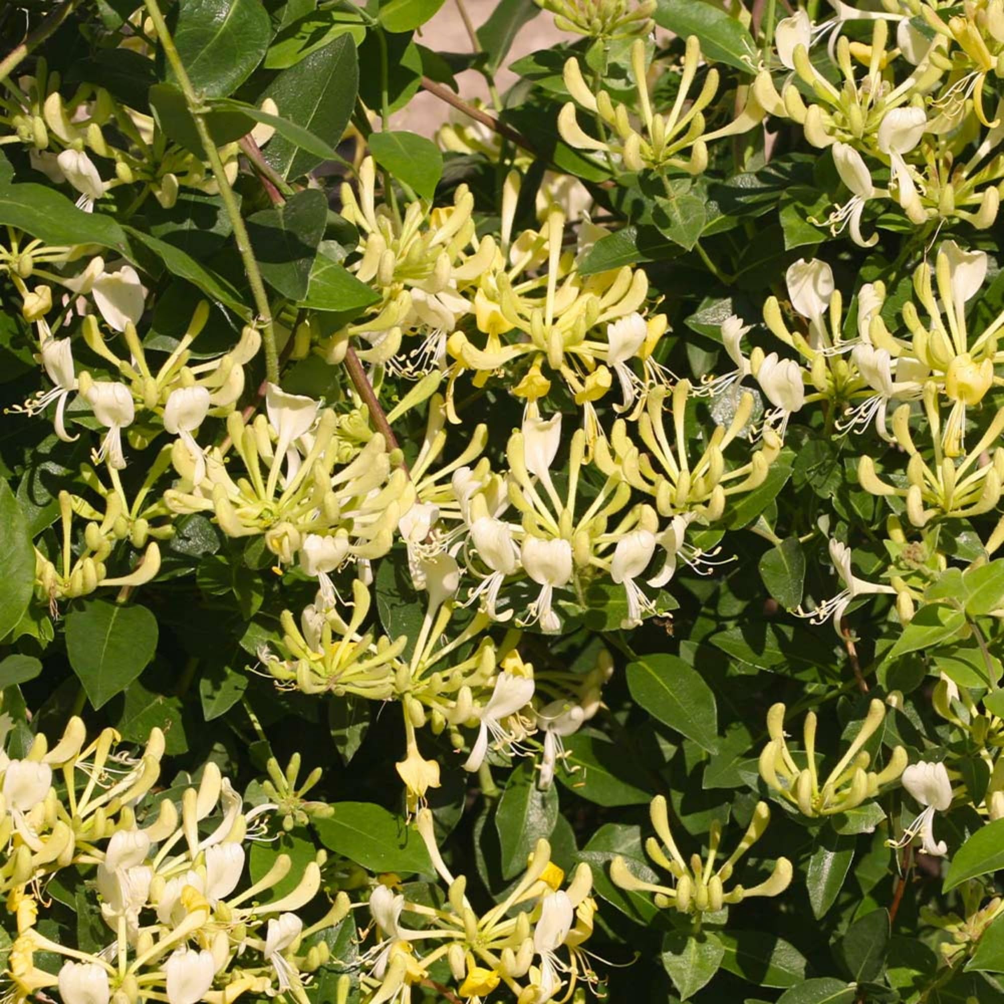Wivolibe honeysuckle vine growing on trellis for privacy.
