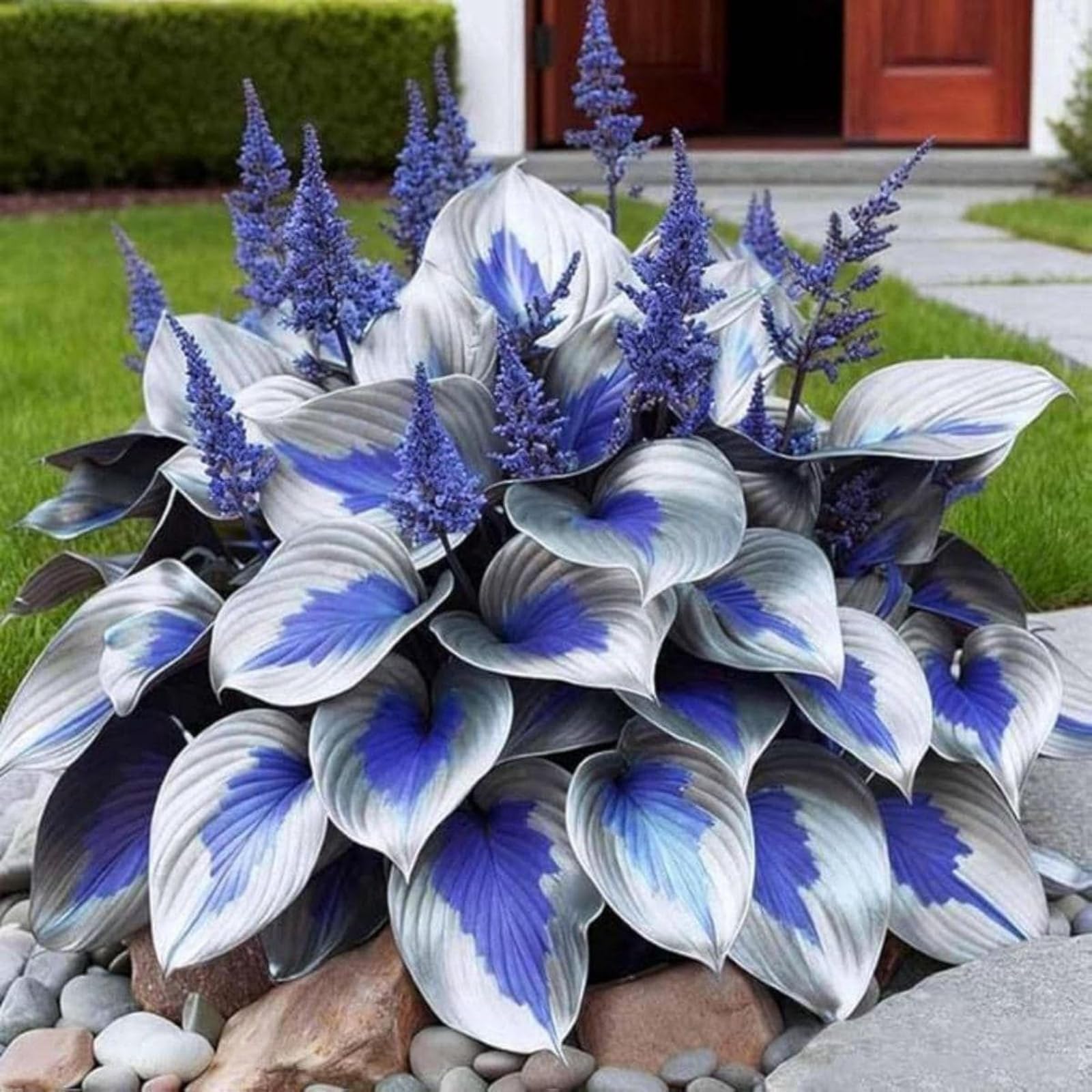 Wivolibe hosta bare roots with colorful foliage for instant garden impact.