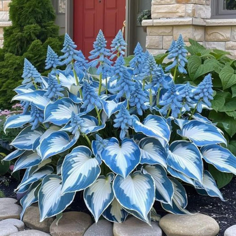 Wivolibe hosta bare roots delivering rich foliage with easy care