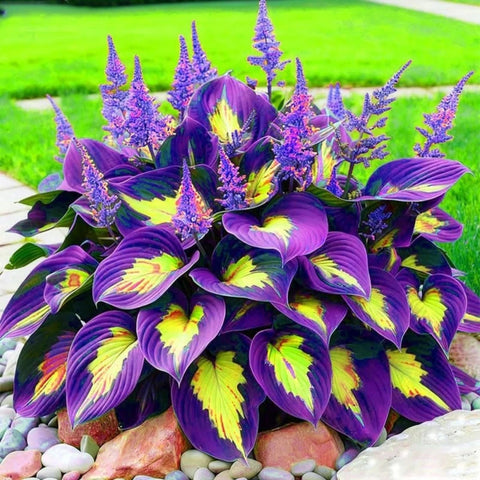 Wivolibe hosta ideal for containers in small spaces.