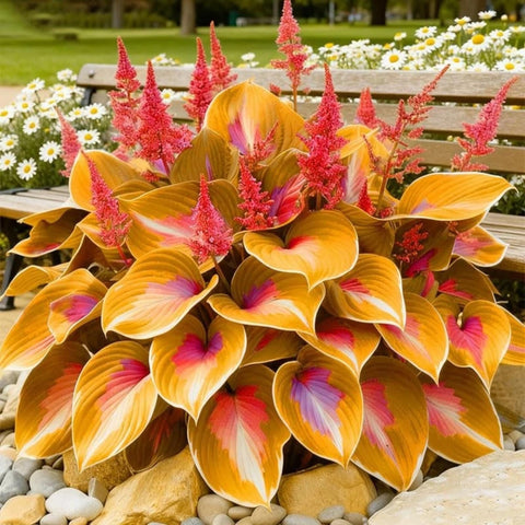 Wivolibe hosta container garden option—perfect for balconies and small spaces.
