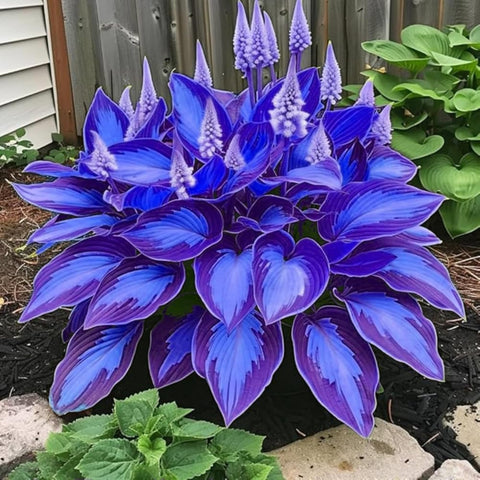 Wivolibe Hosta in a container garden demonstrating versatile growing options
