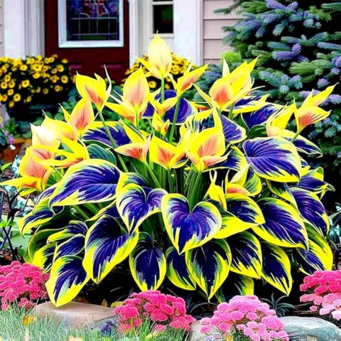Wivolibe Hosta drought-tolerant variety thrives with minimal irrigation.