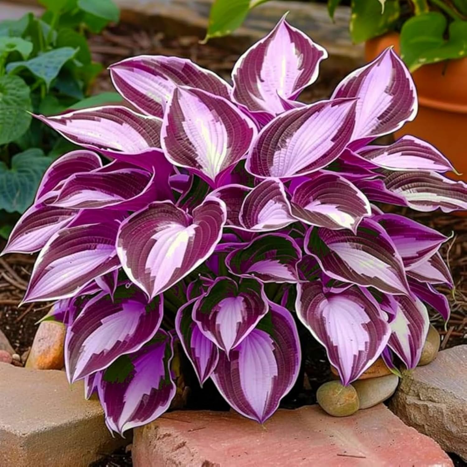 Wivolibe Hosta leaf closeup highlighting vibrant foliage