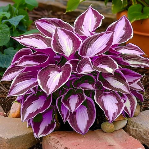 Wivolibe Hosta leaf closeup highlighting vibrant foliage