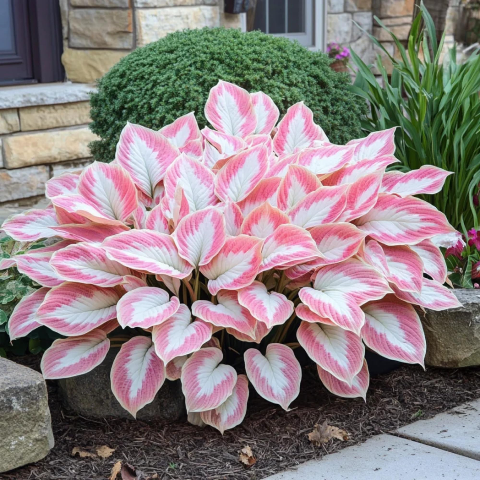 Wivolibe hostas thriving in pots and shade containers