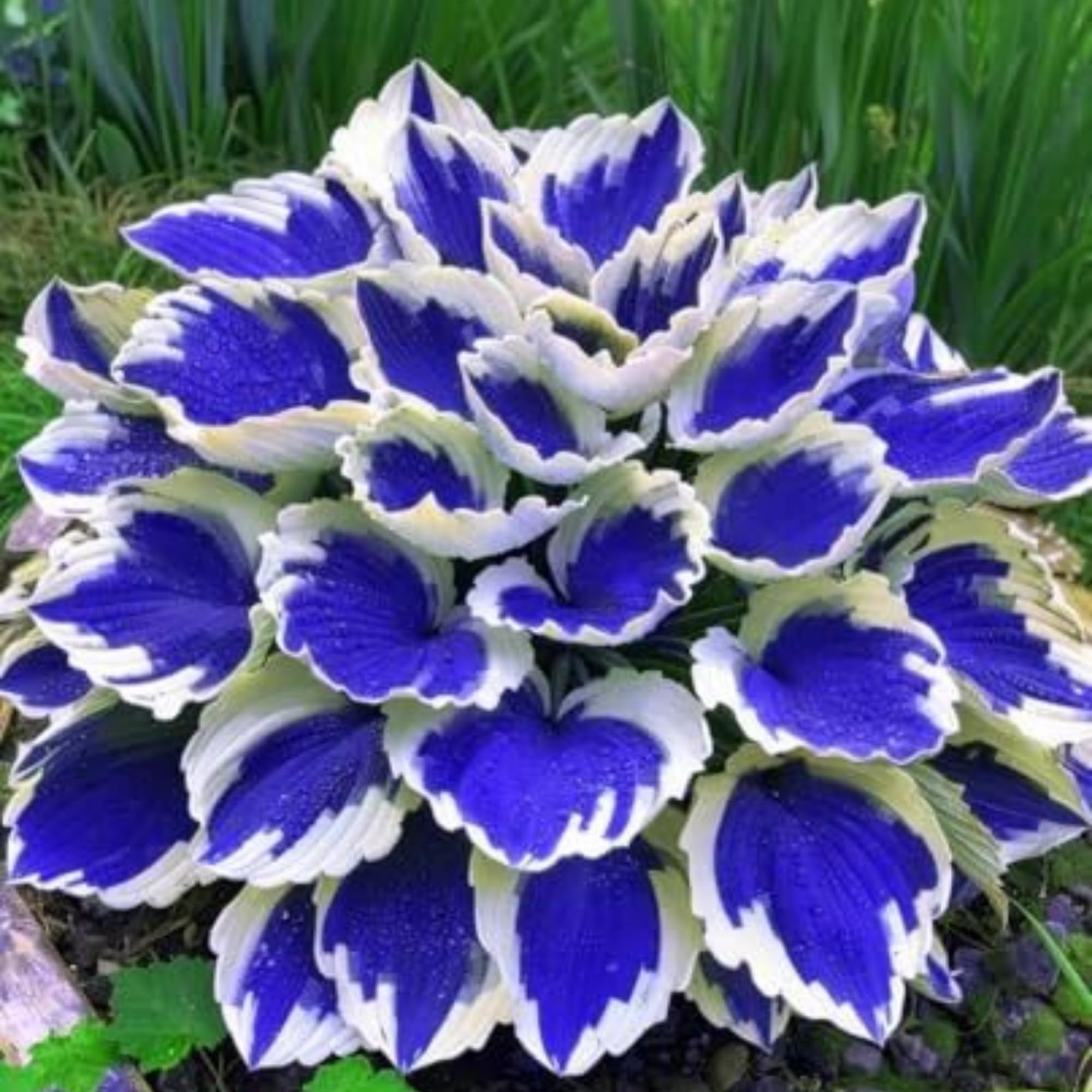 Wivolibe Hosta invites pollinators with colorful blooms and foliage.
