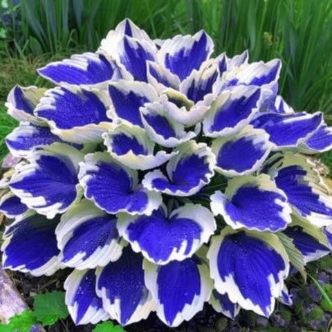 Wivolibe Hosta invites pollinators with colorful blooms and foliage.