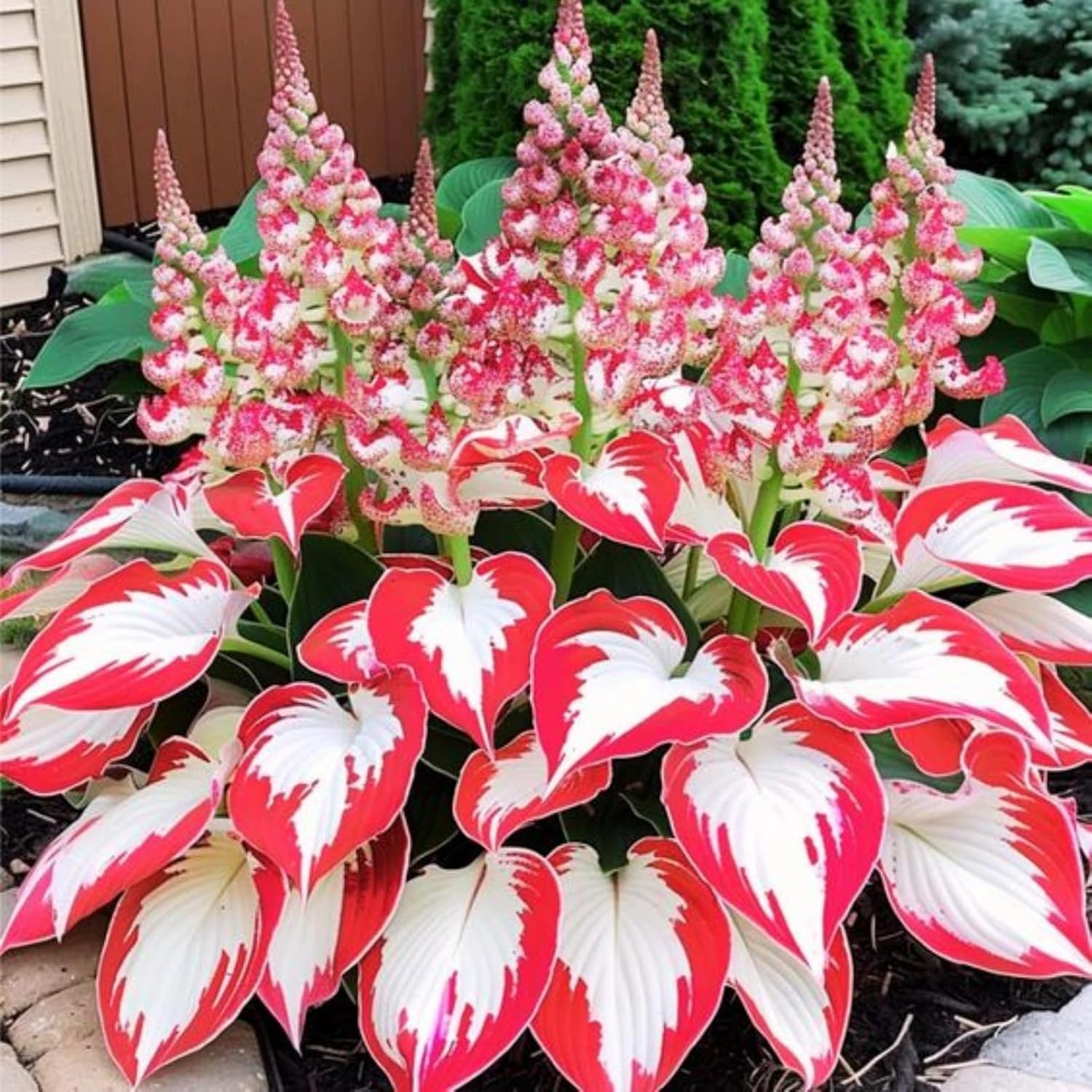 Wivolibe hosta seedlings emerging in early growth