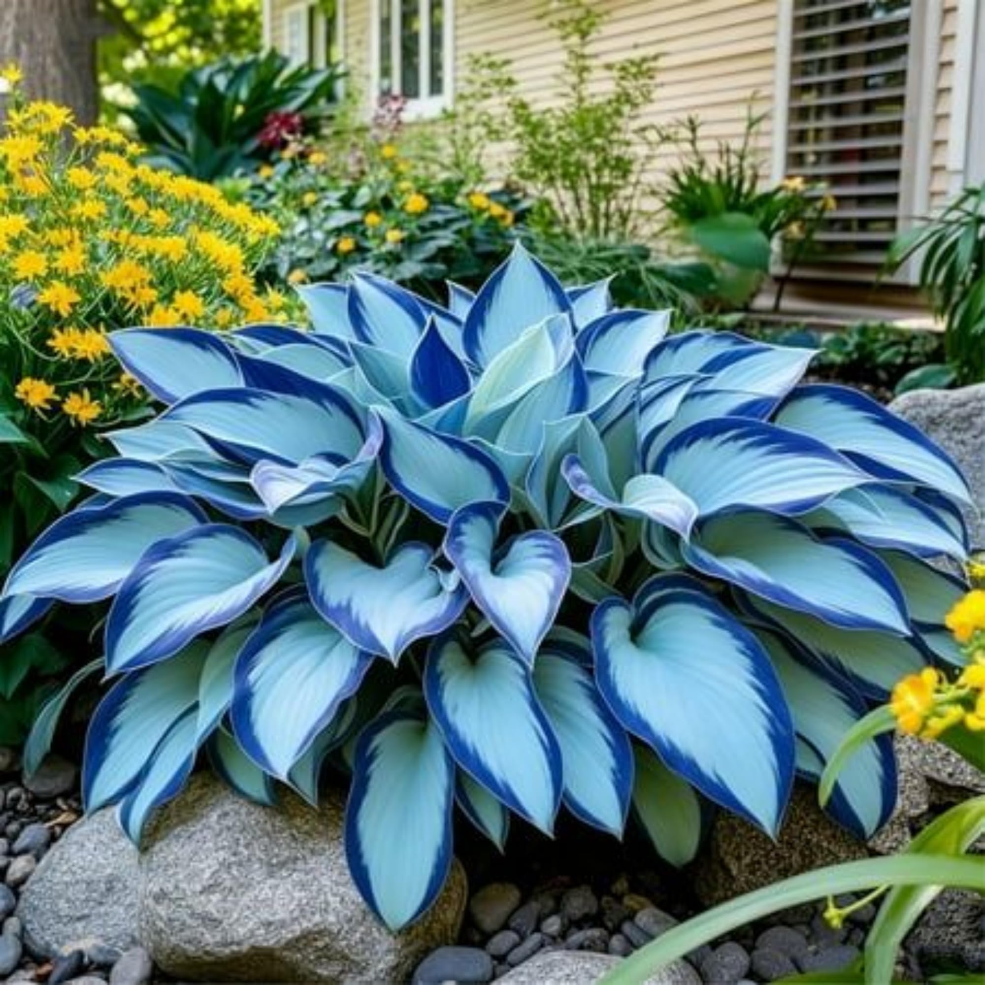 Wivolibe Hosta seeds container garden demonstrates versatile planting in pots and beds.
