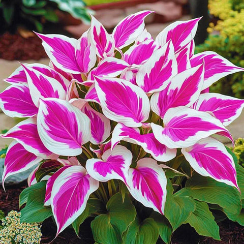 Wivolibe Hosta seeds ideal for container gardening on balconies.