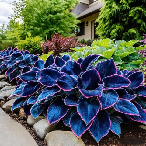Wivolibe Hosta seeds are suitable for pots and garden beds, with easy propagation.