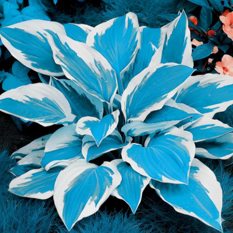 Wivolibe Hosta seeds packet illustration highlights easy sowing and quick seed germination.