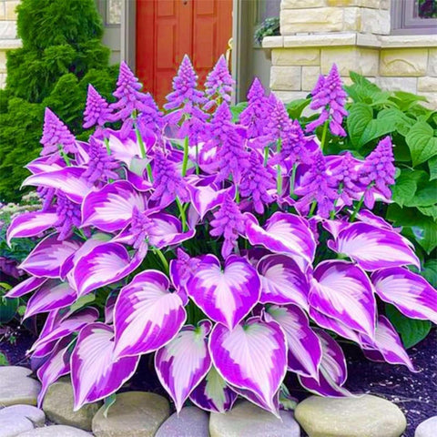 Wivolibe Hosta seeds pollinator attraction invites hummingbirds to your garden.