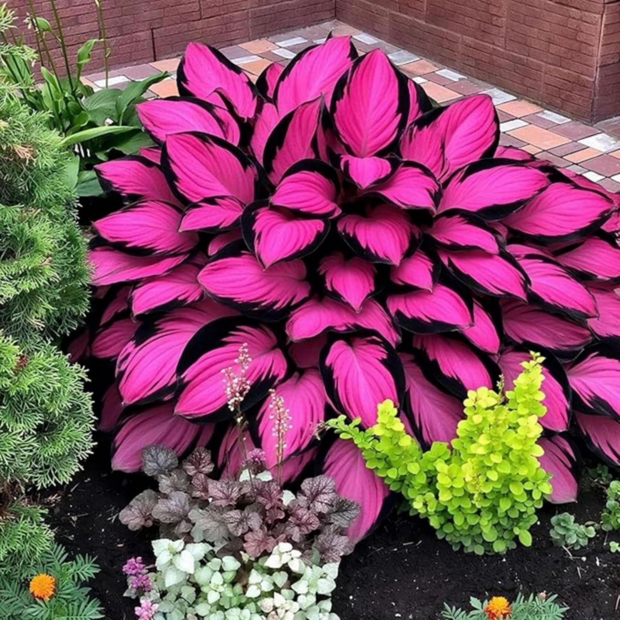 Wivolibe Hosta seeds shade garden image suggests thriving growth in partial shade.