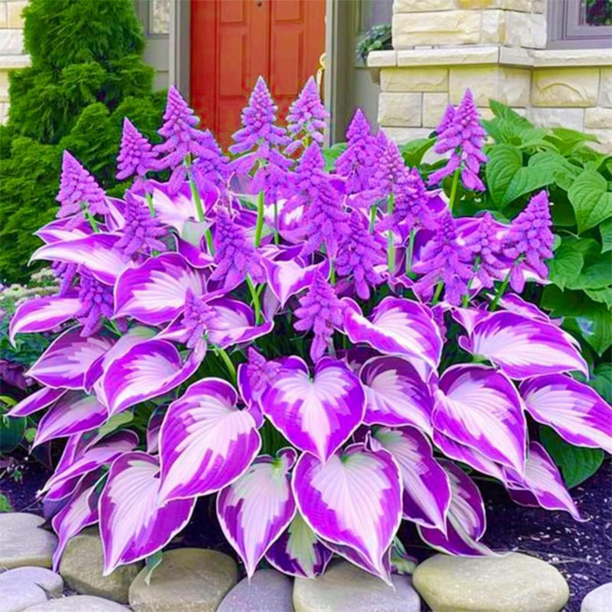 Wivolibe Hosta shade-tolerant leaves ideal for low-light borders.