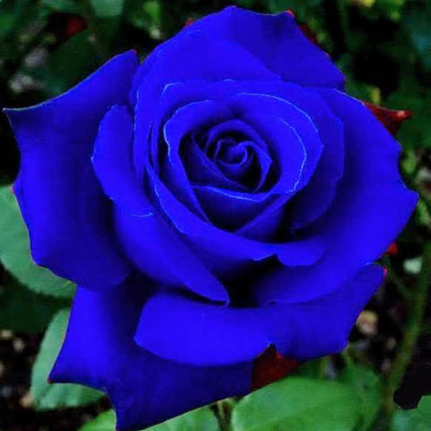 Wivolibe hybrid rare rose seeds displayed for garden planting