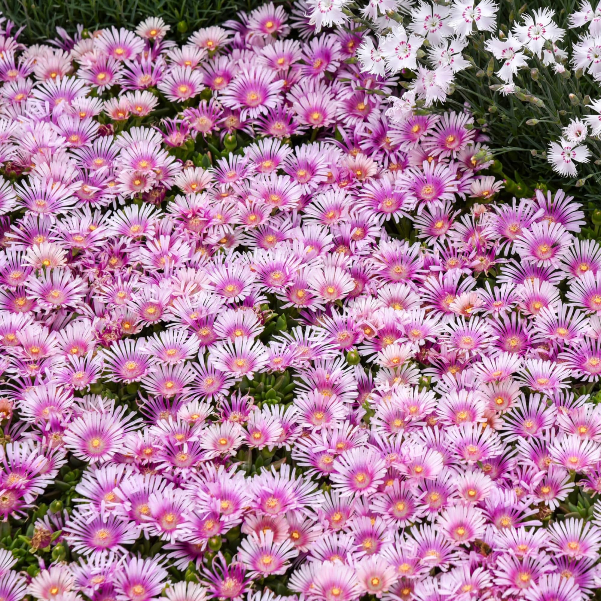 Wivolibe Ice Plant seeds—rapid germination and quick bloom on sunny edges.
