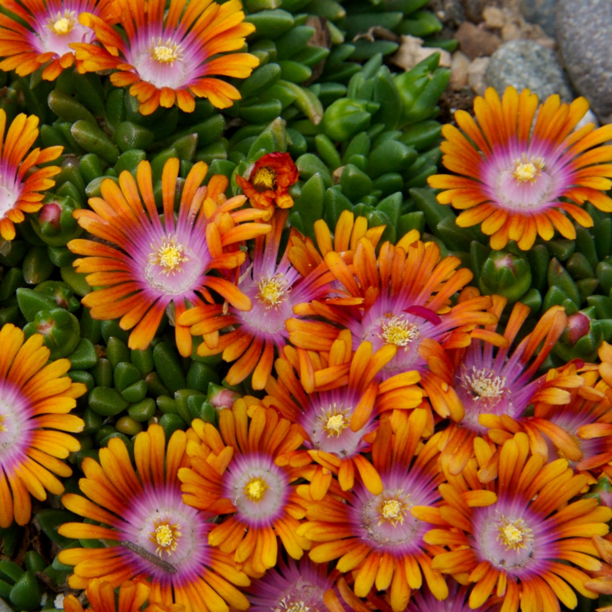 Wivolibe Ice Plant seeds—carpet ground cover along sidewalks and driveways.
