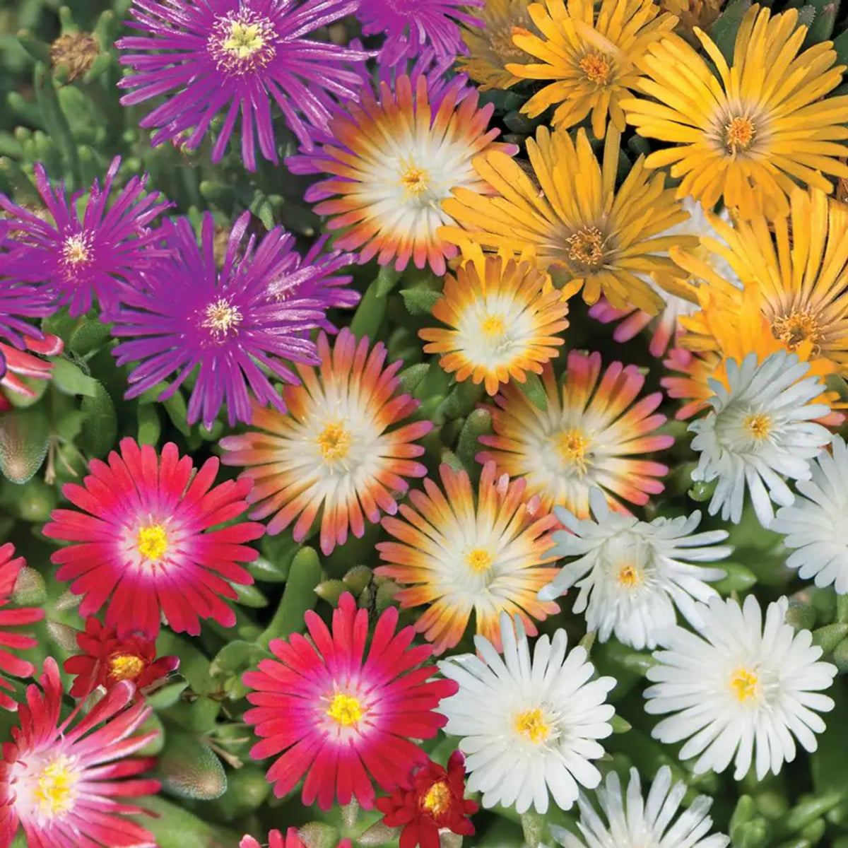 Wivolibe Ice Plant seeds—flower cluster creating a vivid ground cover.