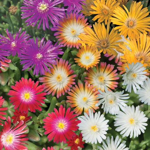 Wivolibe Ice Plant seeds—flower cluster creating a vivid ground cover.