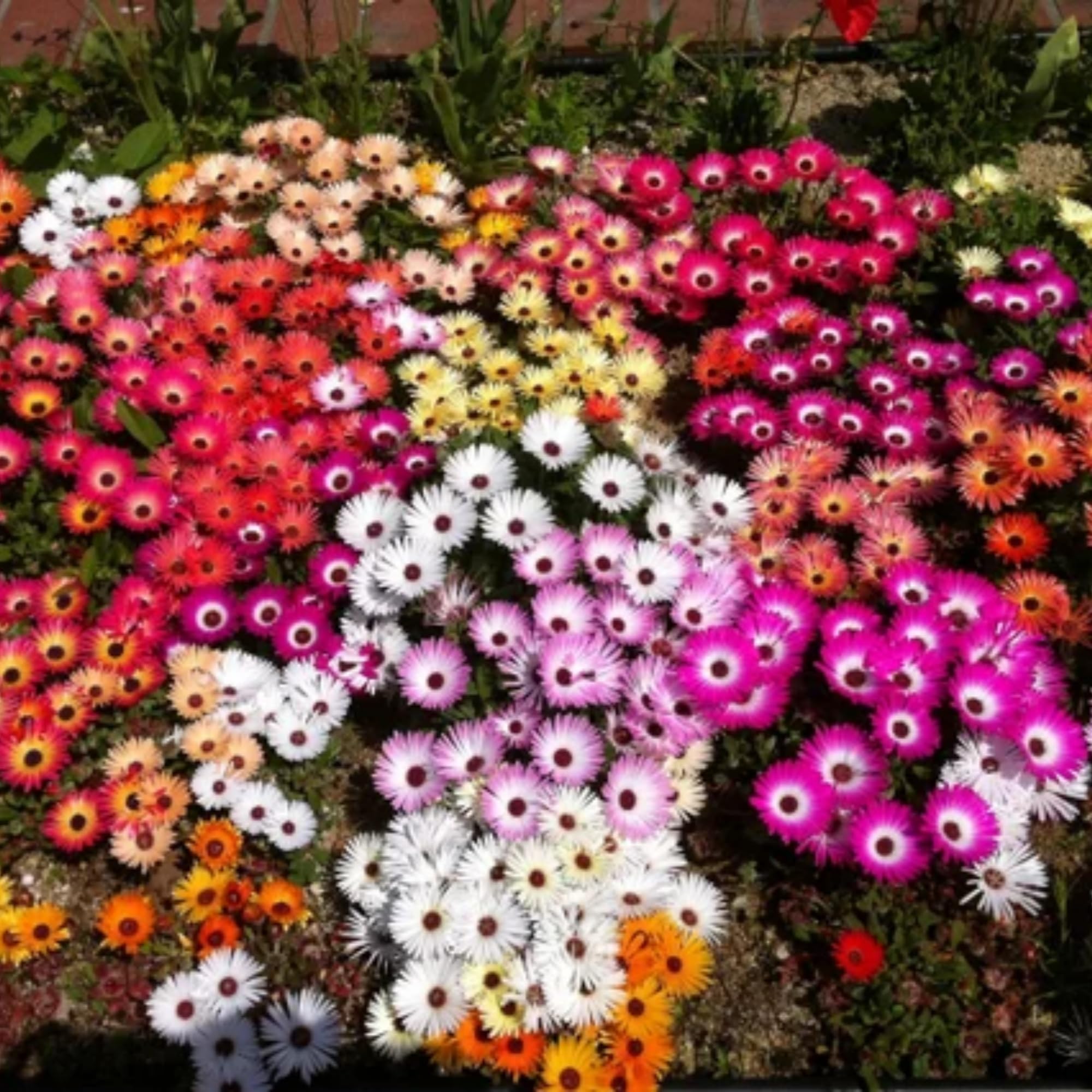 Wivolibe Ice Plant seeds—dense red blooms ideal for sunny borders.
