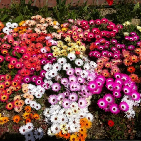 Wivolibe Ice Plant seeds—dense red blooms ideal for sunny borders.