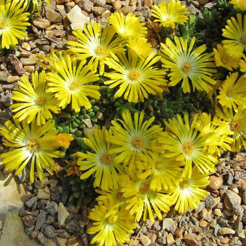 Wivolibe Ice Plant seeds—succulent-like perennials with low water needs for drought-tolerant gardens.