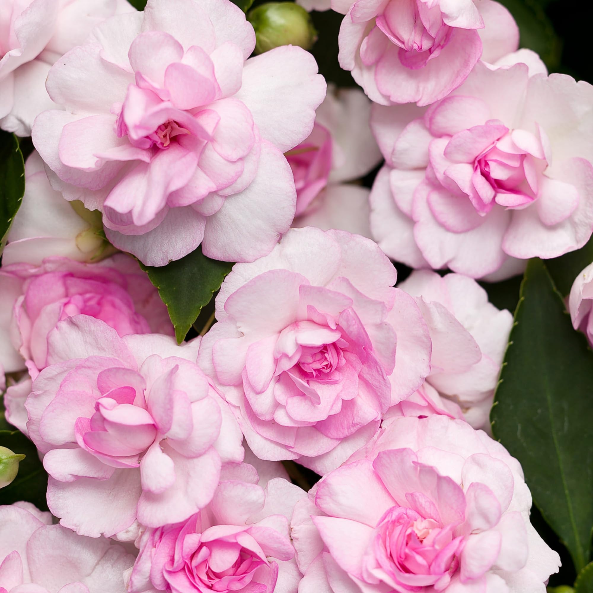Wivolibe impatiens seeds border display vibrant mass blooms in partial shade.