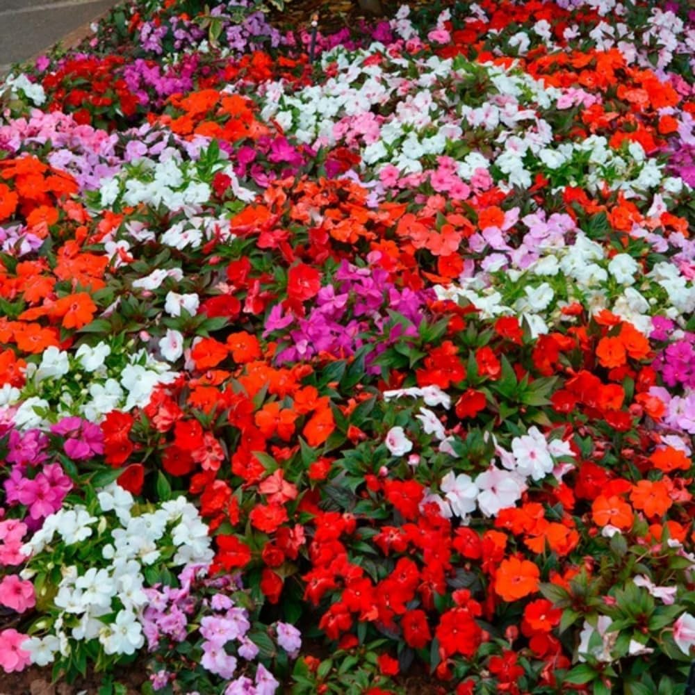 Wivolibe impatiens seeds producing bright ruby blooms for borders or containers.
