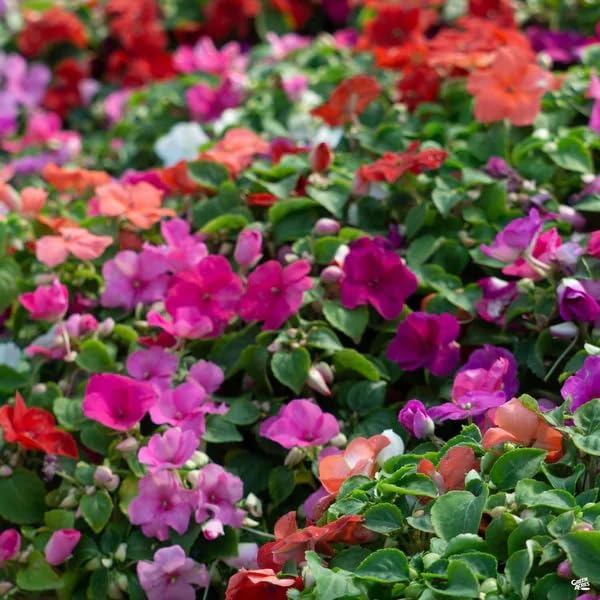 Wivolibe impatiens seeds closeup flowers – continuous color for borders