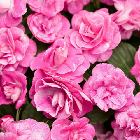 Wivolibe impatiens seeds container display for colorful patio planters.