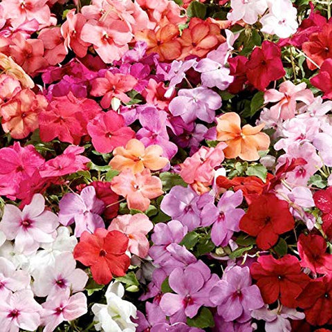 Wivolibe impatiens seeds early bloom – masses of ruby flowers from late spring