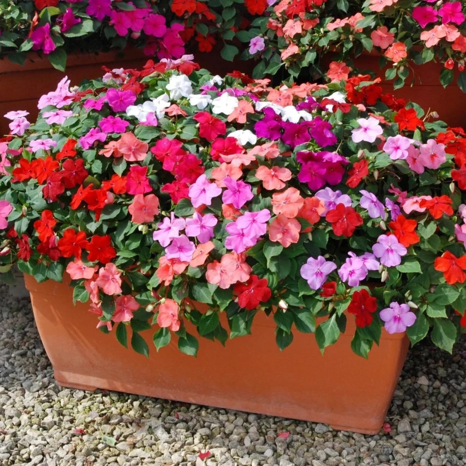 Wivolibe impatiens seeds growing to 10–20 inches for mixed garden heights.