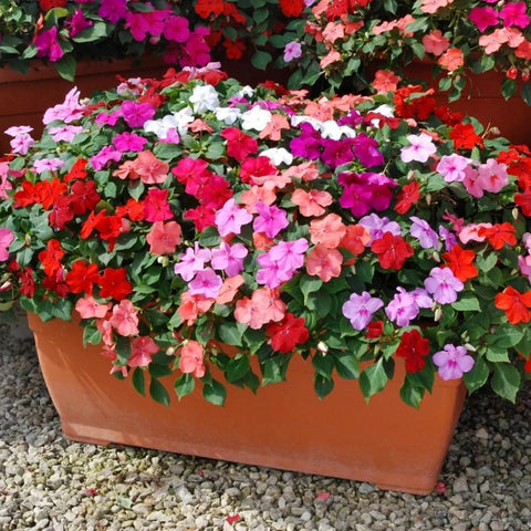 Wivolibe impatiens seeds growing to 10–20 inches for mixed garden heights.