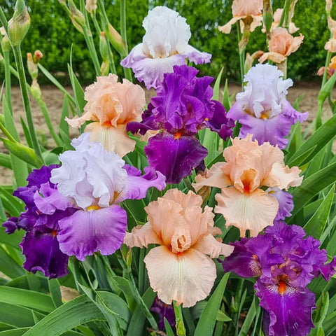 Wivolibe non-GMO heirloom iris seeds for sustainable garden color.