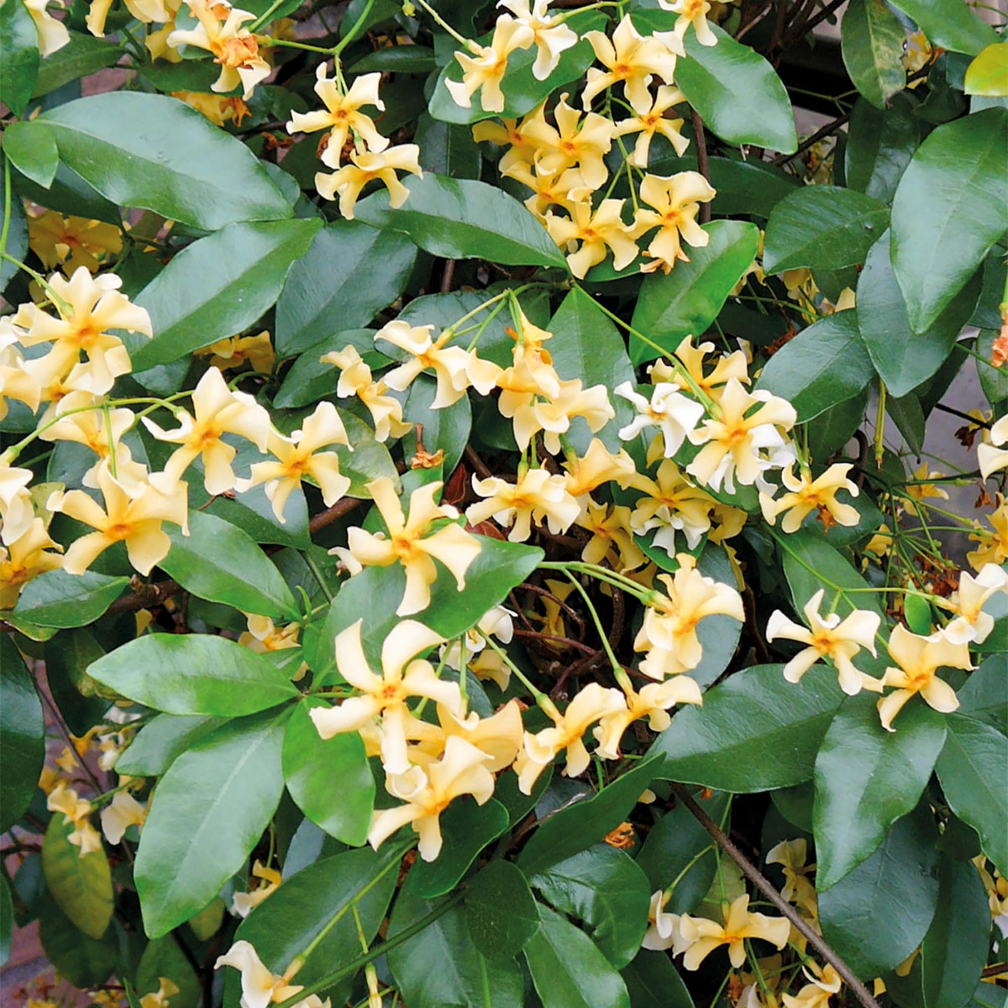 Wivolibe jasmine balcony garden setup, suited for compact urban areas.