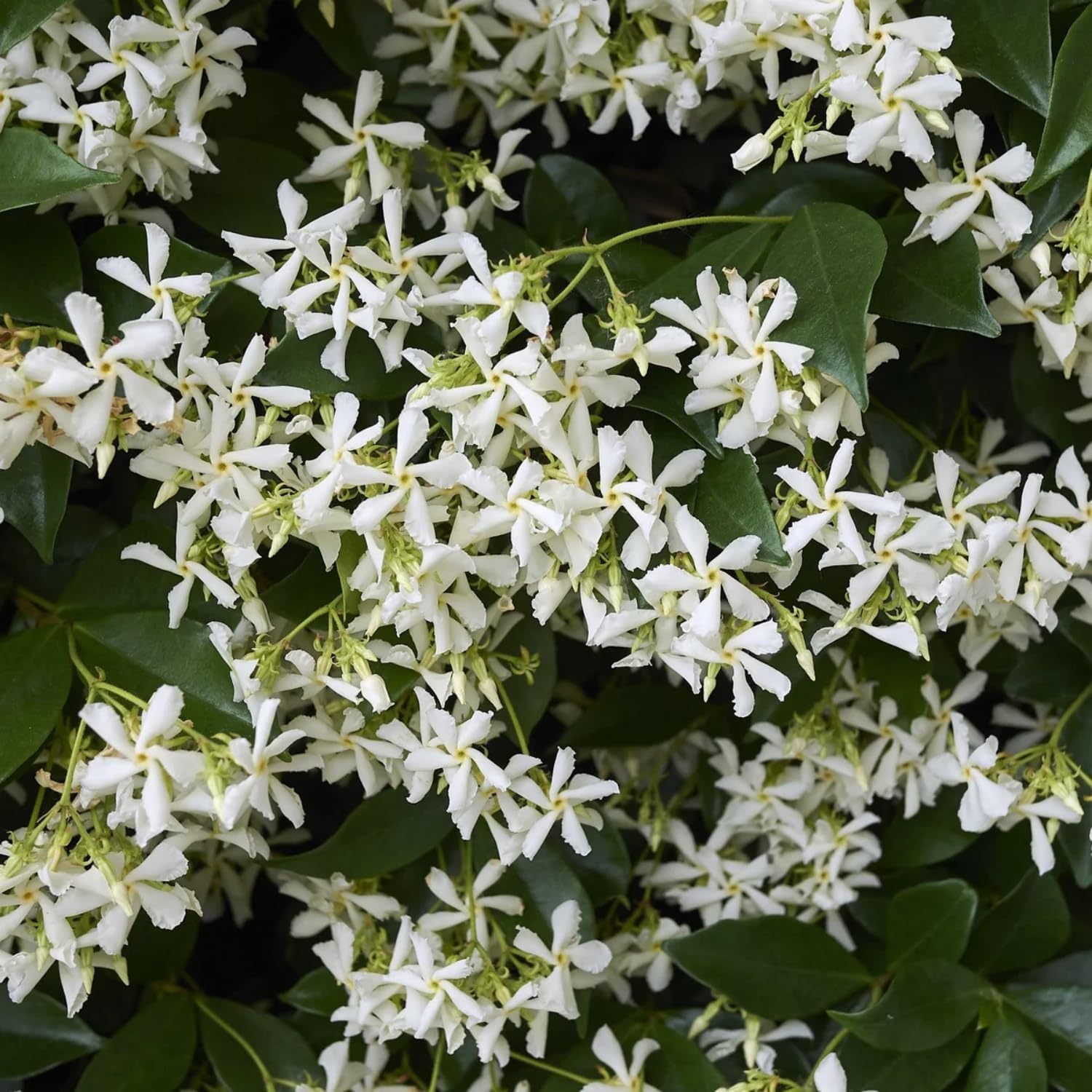 Wivolibe jasmine climbing vine garden, ideal for pergolas and trellises.