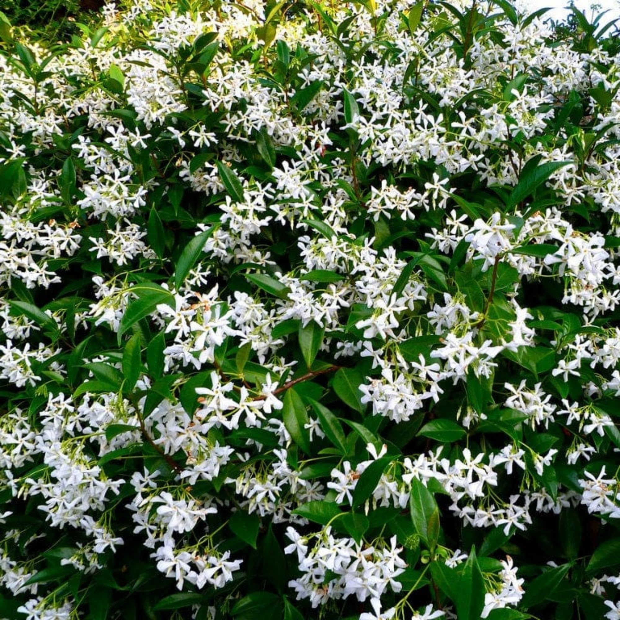 Wivolibe jasmine seeds for climbing vines with fragrant blooms in your garden