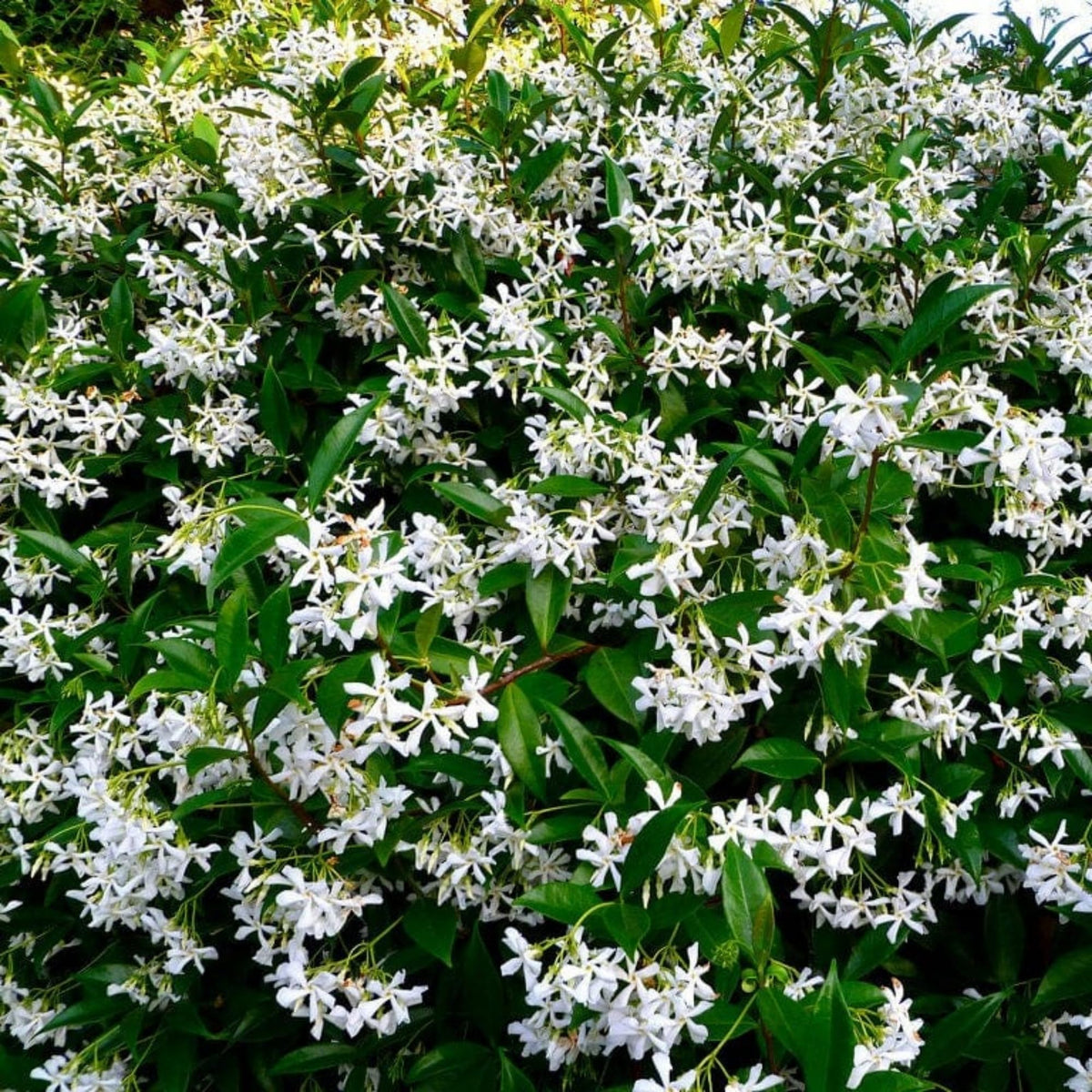 Wivolibe jasmine seeds for climbing vines with fragrant blooms in your garden