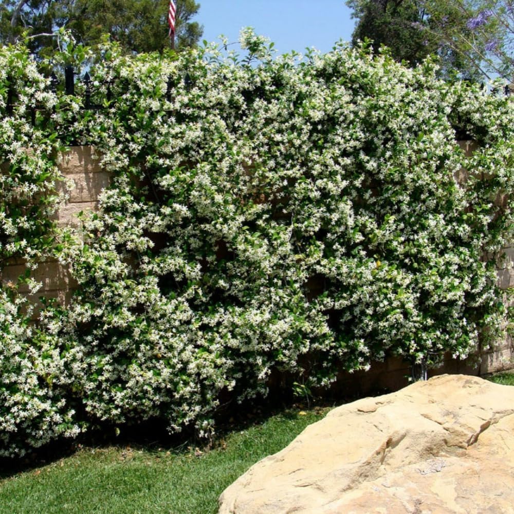 Wivolibe jasmine seeds create romantic white blooms with gentle scent