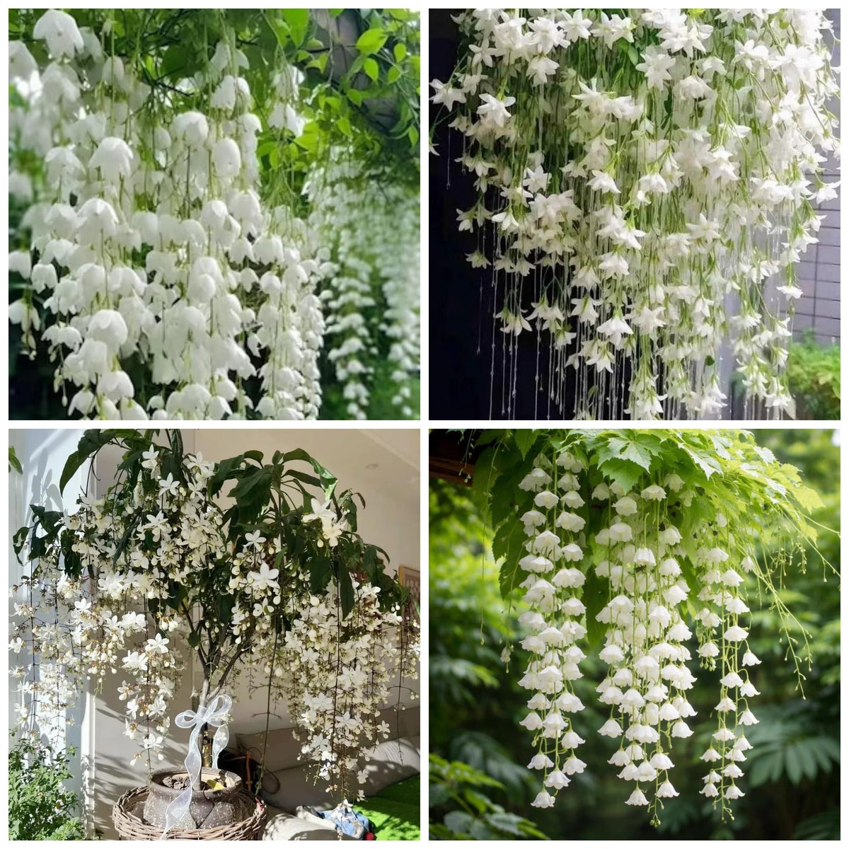 Wivolibe Jasmine seeds packaging for home gardens and non-GMO planting