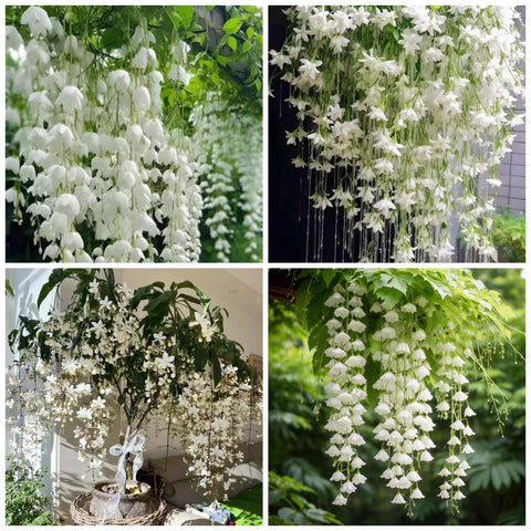 Wivolibe Jasmine seeds packaging for home gardens and non-GMO planting
