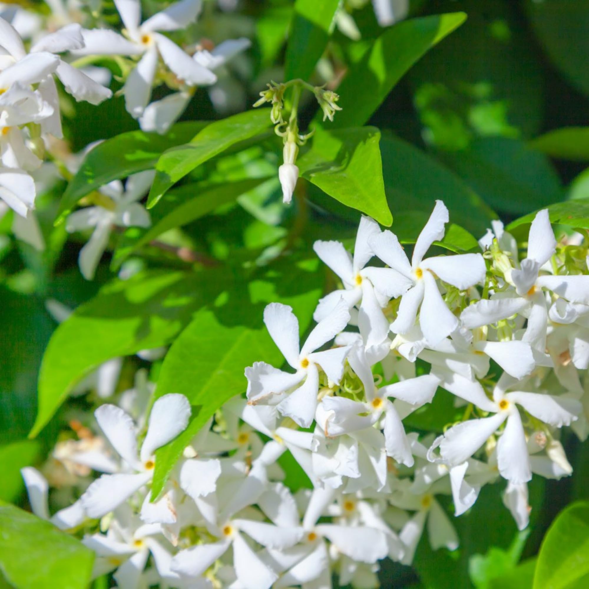 Wivolibe jasmine seeds for garden decoration and wedding florals