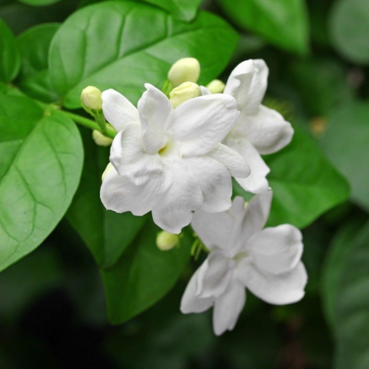 Wivolibe jasmine vines climbing a trellis for elegant spaces