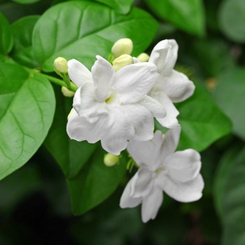 Wivolibe jasmine vines climbing a trellis for elegant spaces