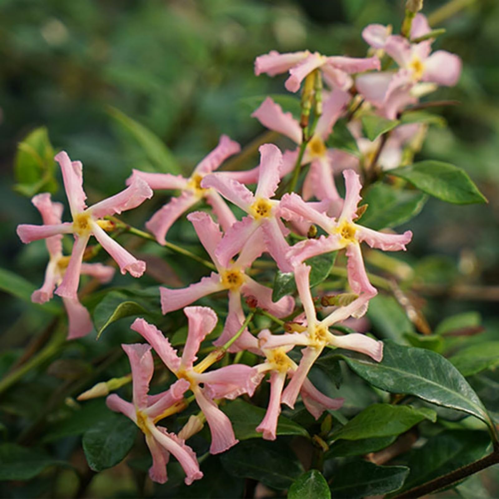 Wivolibe jasmine white bloom fragrance, adds a romantic scent to outdoor spaces.