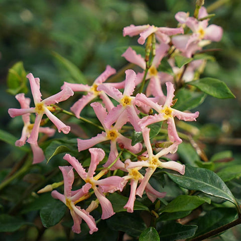Wivolibe jasmine white bloom fragrance, adds a romantic scent to outdoor spaces.