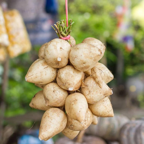 Wivolibe jicama harvest-ready seeds promote crisp, edible roots for warm-season gardens.