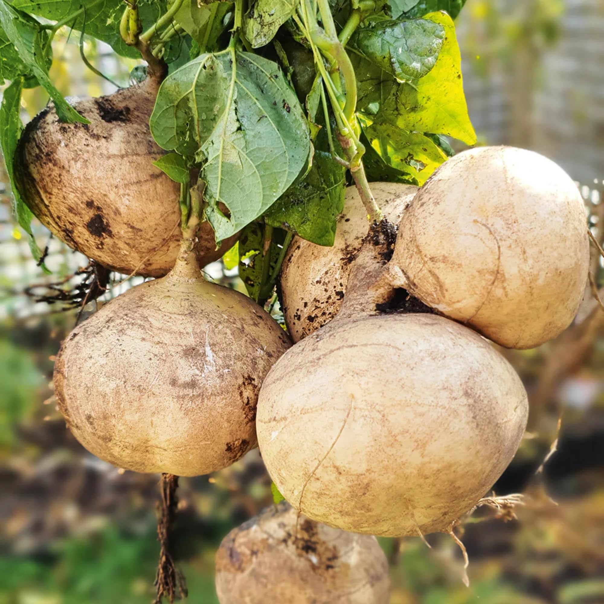 Wivolibe jicama seeds pack ready for home garden planting; drought-tolerant heirloom variety.